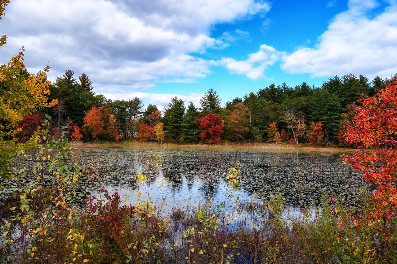 autumn pond scene