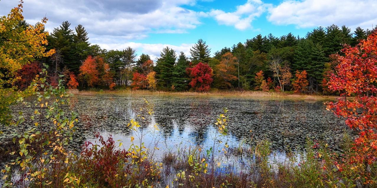 autumn pond scene